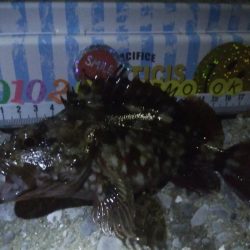 釣りデビュー　61日目