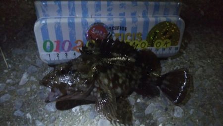 釣りデビュー　61日目