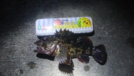 釣りデビュー 63日目