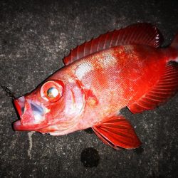 夫婦でナイター