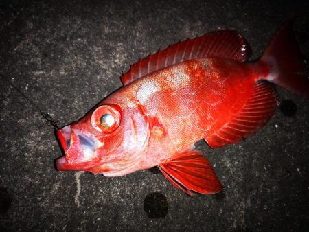 夫婦でナイター