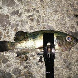 アジに会えました