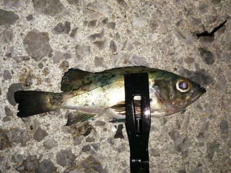 アジに会えました