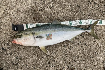 ショアでブリのRIDE ON!!