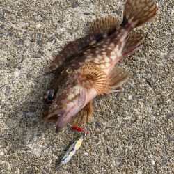 グライドロール100　TYPE S　プロトモデルにRIDE　ON！！