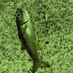 エギングのちライトショアジギング