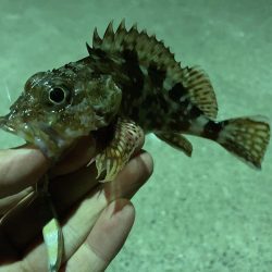 エギングからライトルアーフィッシング