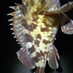 寒波後のガシラ