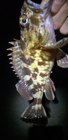 寒波後のガシラ