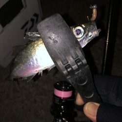 2021 佐渡ヶ島ライトゲーム