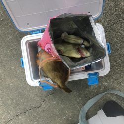 橘沖でカワハギ