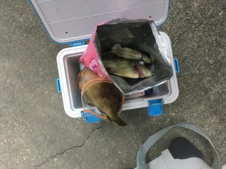 橘沖でカワハギ