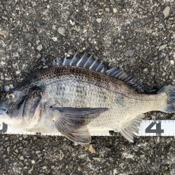 イチノ兄弟、釣果！