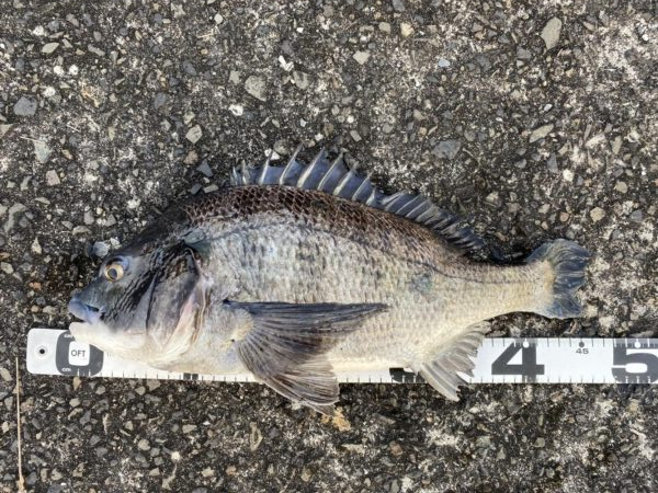 イチノ兄弟、釣果！