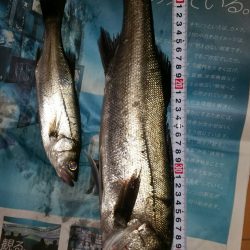 半誘導沈め釣りに挑戦