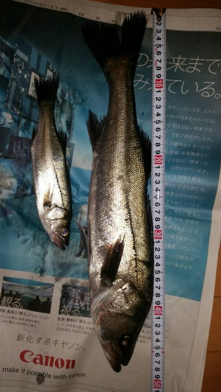 半誘導沈め釣りに挑戦