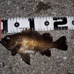 ガシラ無双～５０匹