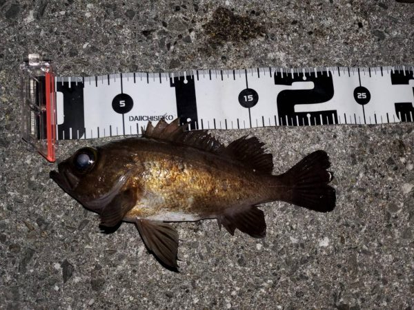 ガシラ無双～５０匹