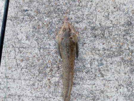 正月から投げ釣り