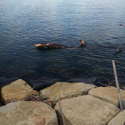 シーバスとタチウオ