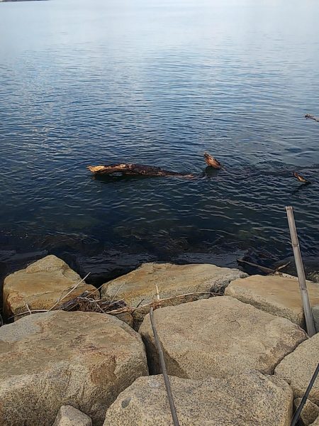 シーバスとタチウオ