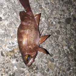 アジング～ガシリング～メバリング