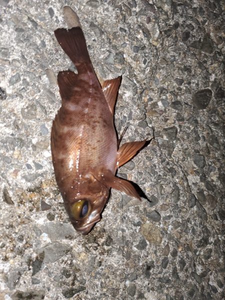 アジング～ガシリング～メバリング