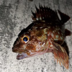 ナイトフィッシング