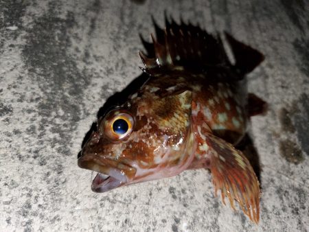 ナイトフィッシング