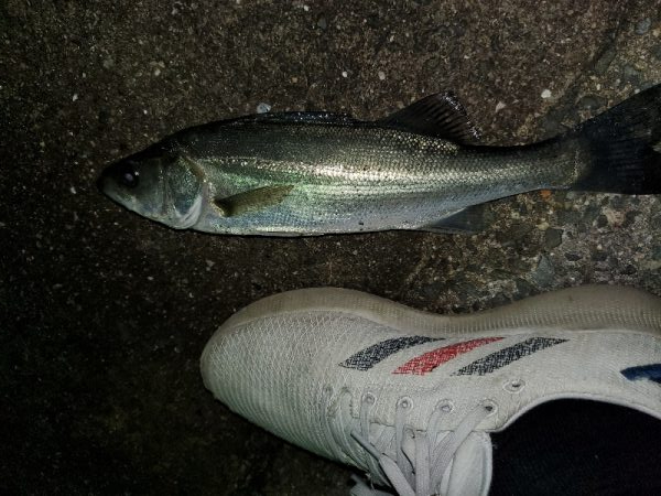 アジングのはずが…