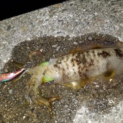 久しぶりにエギング