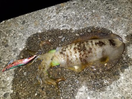 久しぶりにエギング