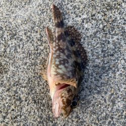 遅めの朝マズメ