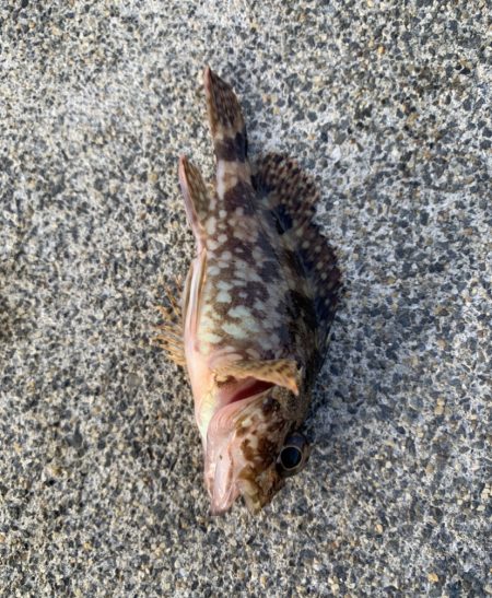 遅めの朝マズメ