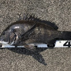 イチノ兄弟、釣果！