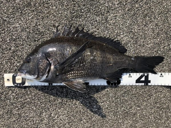 イチノ兄弟、釣果！