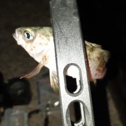 明けましておめでとうございます