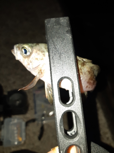 明けましておめでとうございます