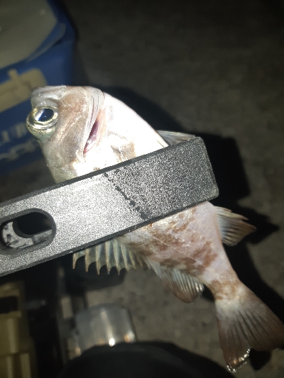 釣り仲間のオススメポイント