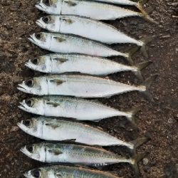 サバから逃げろ重量級ジグヘッド大活躍。尺1