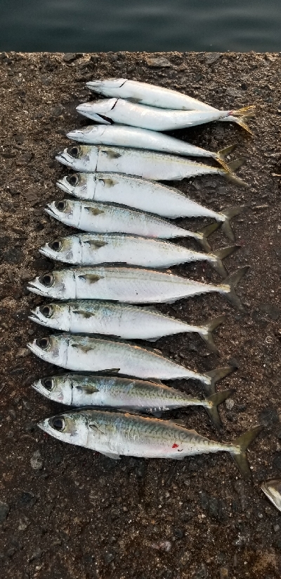 サバから逃げろ重量級ジグヘッド大活躍。尺1