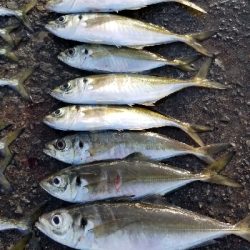 下津をランガン。尺超え有り