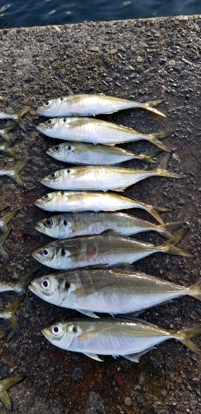 下津をランガン。尺超え有り