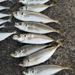 アジング　あれ？小さくなった？