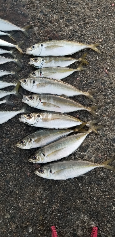 アジング　あれ？小さくなった？