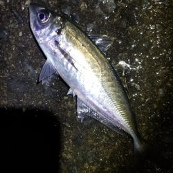 久々に型・数釣れたアジング　尺超え有り