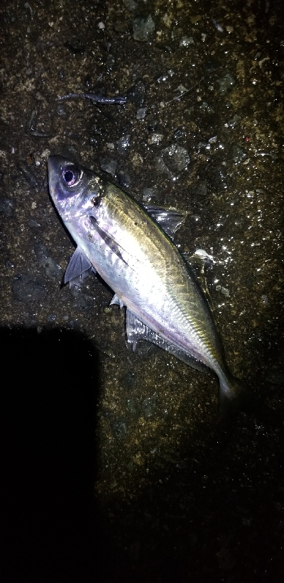 久々に型・数釣れたアジング　尺超え有り