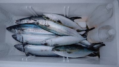 老人嶋神社へ初詣