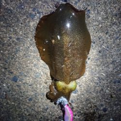 新年初エギング