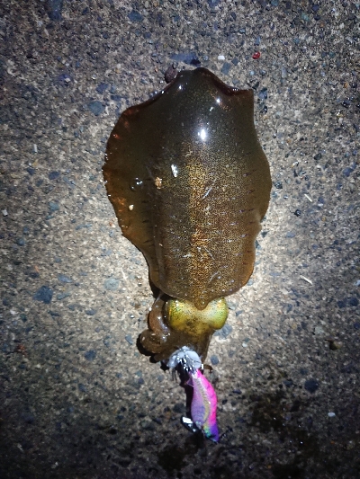 新年初エギング